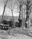 Sugar Bush