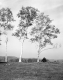 Bennington Birches