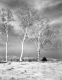 Vermont Birches
