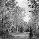 Dirt Road with Trees