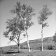 Birch Trees in the Spring of 1942