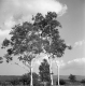 Birch Trees in the Spring of 1942