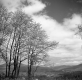 Birch Trees in the Spring of 1942