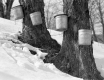 Sugarbush in Shaftsbury