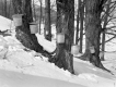 Sugarbush in Shaftsbury