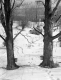 Sap House and Trees