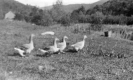 Four Ducks in a Row