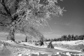 Snow Scene in Woodford