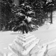 Herring Bone Pattern in the snow