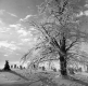 Woodford Graveyard