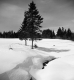 Woodford in February