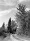 Woodford Landscape