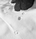 Animal Tracks