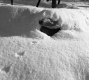 Animal Tracks
