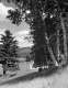 Arlington Landscape