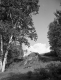 Birch Trees
