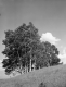 Birch Trees