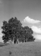 Birch Trees