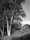 Birch Trees