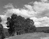 Arlington Landscape