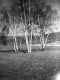 Birch Trees