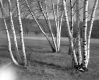 Close up of Birch Trees