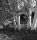 Birch Trees