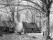 Working in Sugar Bush