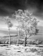 Vermont Birches