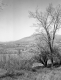 Spring Landscape in Weston