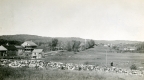 Woodford Landscape 