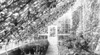 Garden Greenhouse