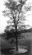 Elm Tree 