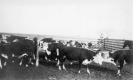 Cattle Grazing