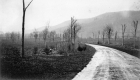 Trees Along Driveway