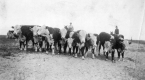 Vaccinated Bulls