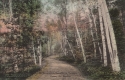 Among the Birch Trees