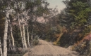 A Woodland Drive