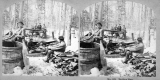 Boiling Sap