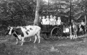 Cattle and a Wagon Full of Children