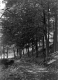 Wooded Lane