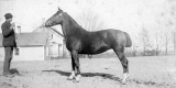 Imported Hackney Mare