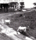 Farms Around the Trailer/Cottage Area