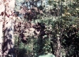Wells' Homestead