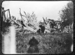 Stump Fence at the Early Checkerberry School