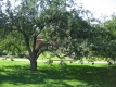 Horseshoe Barn