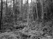 Saunders Brother's Property
