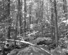Saunders Brother's Property