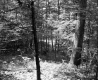 E.J. and E.D. Adams Property