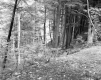 Ella M. MacLaury's Property
